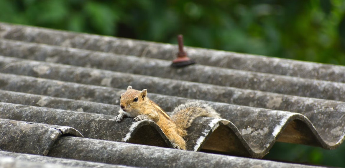 Bye-Bye Roof Rodents: Keeping Squirrels Away